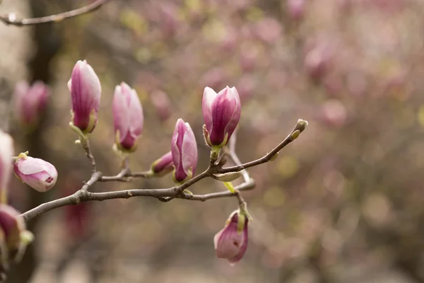 Geweldige paarse magnolia bloemen in het voorjaar — Stockfoto