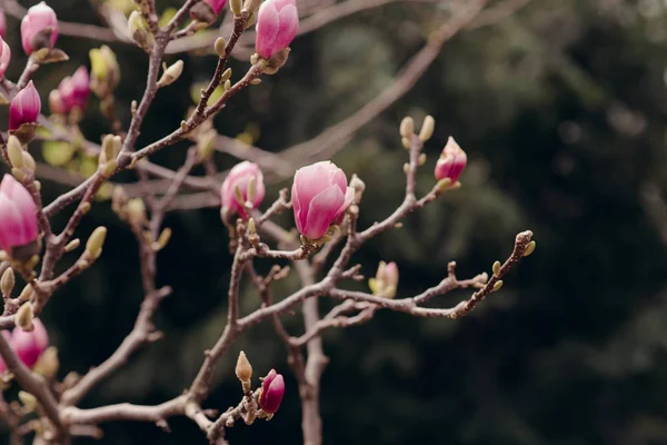 Geweldige magnolia bloemen in het voorjaar — Stockfoto