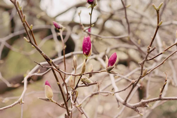 春のシーズンで素晴らしいモクレンの花 — ストック写真