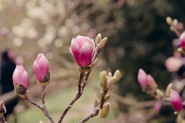 春のシーズンで素晴らしいモクレンの花 — ストック写真