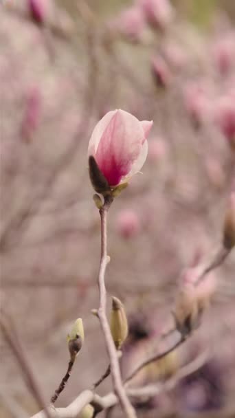 故事的模板 令人惊奇的紫色木兰花模糊的动画色彩动人的镜头在春天的季节在木兰树上 蓝天背景美丽的木兰花盛开的风景 — 图库视频影像