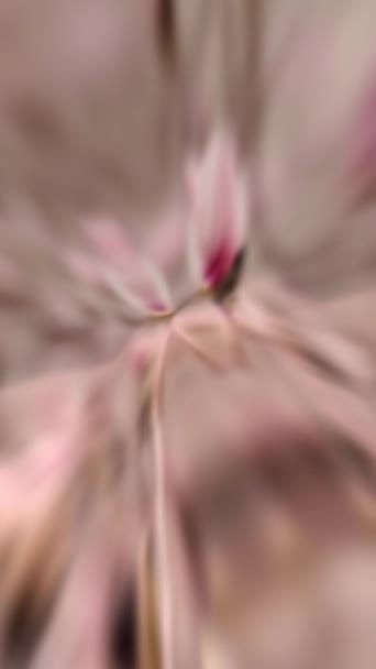 Plantilla Para Historias Increíbles Flores Magnolia Púrpura Animación Borrosa Colorido — Vídeos de Stock