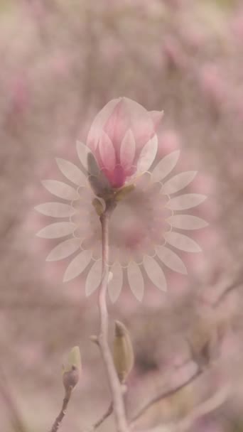 Πρότυπο Για Ιστορίες Καταπληκτικά Μοβ Λουλούδια Μανόλια Θολή Κίνηση Πολύχρωμο — Αρχείο Βίντεο