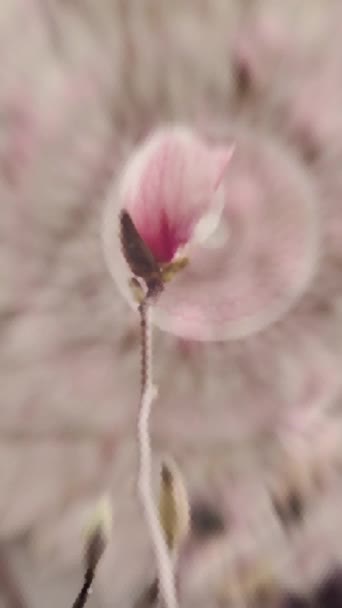 Plantilla Para Historias Increíbles Flores Magnolia Púrpura Animación Borrosa Colorido — Vídeo de stock