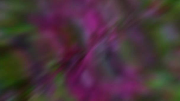 Abstract Blurred Animation Color Filmes Sem Costura Movimento Conceito Multicolor — Vídeo de Stock