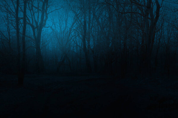 Spooky foggy mountain forest at night. Spooky trees in a black forest