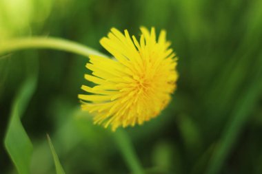 Sarı karahindiba çimlerin eğildi