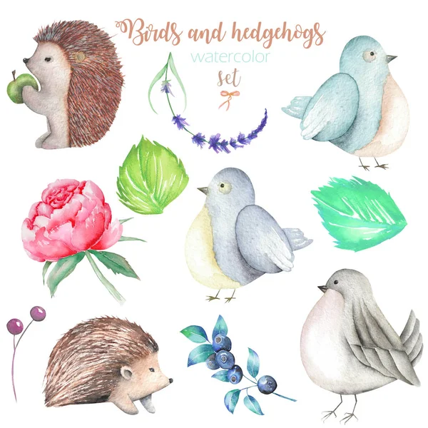 Collection, set of watercolor cute birds, hedgehogs and forest elements — Stock Photo, Image