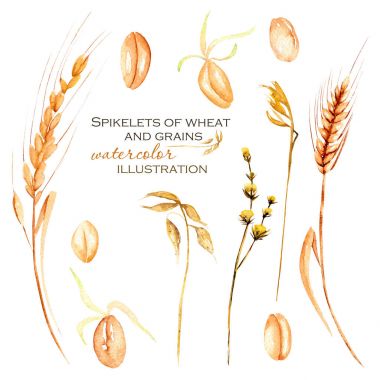 Set, illustration collection with watercolor wheat spikelets, wheat grains and dry flowers clipart