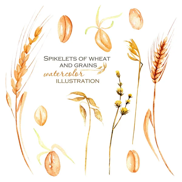 Комплект, коллекция иллюстраций с акварельными шипами пшеницы, зерном пшеницы и сухими цветами — стоковое фото