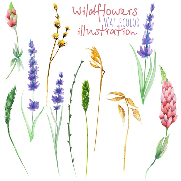 Set of floral isolated elements: wildflowers, lupine, dryflowers, eustoma — Stock Photo, Image