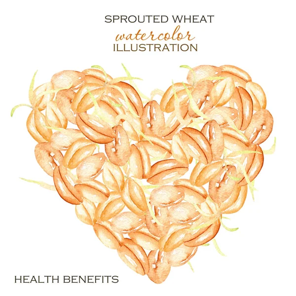 Illustration with sprouted wheat grains — Stock Photo, Image