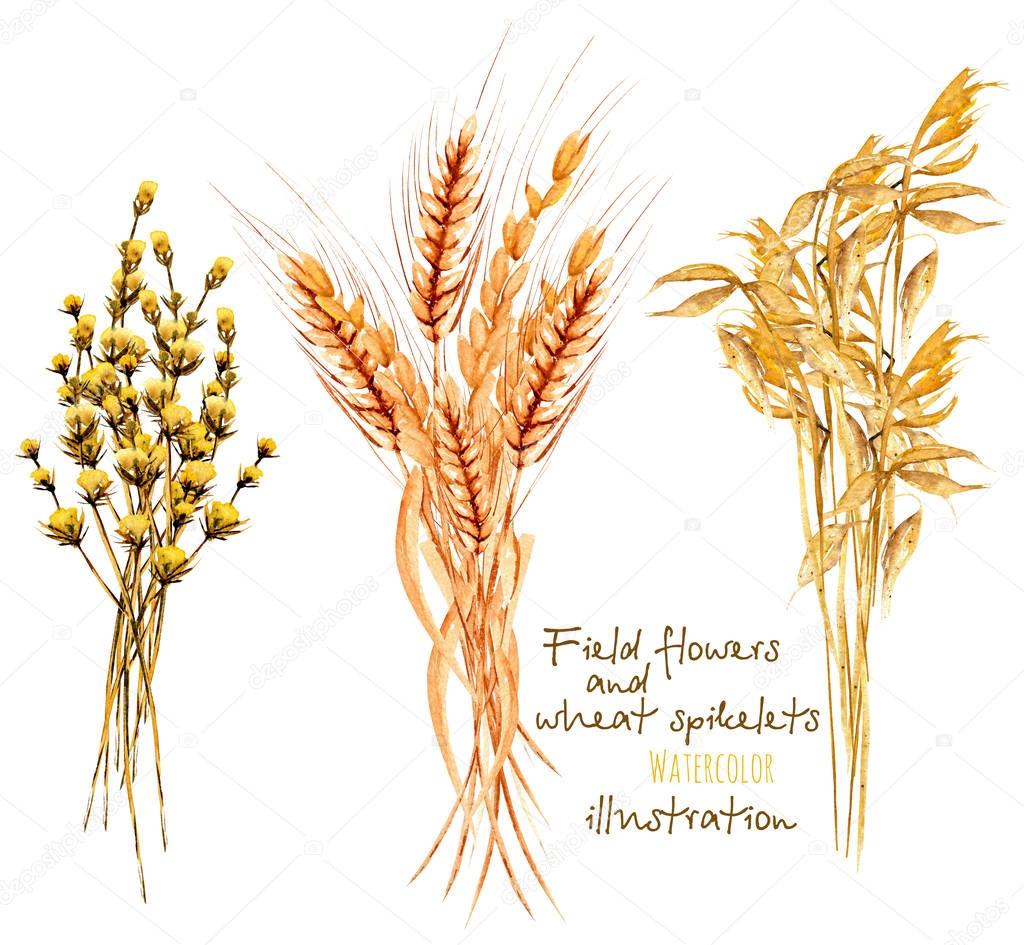 Illustration with sheaf of wheat ears and dryflowers