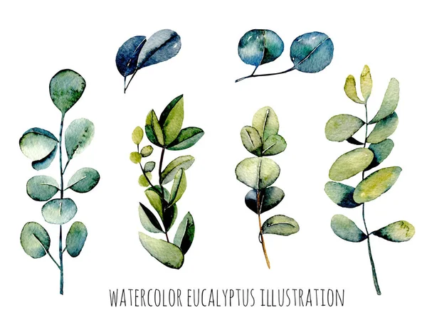 Set van Eucalyptus takken aquarel illustratie, hand getrokken geïsoleerd op een witte achtergrond — Stockfoto