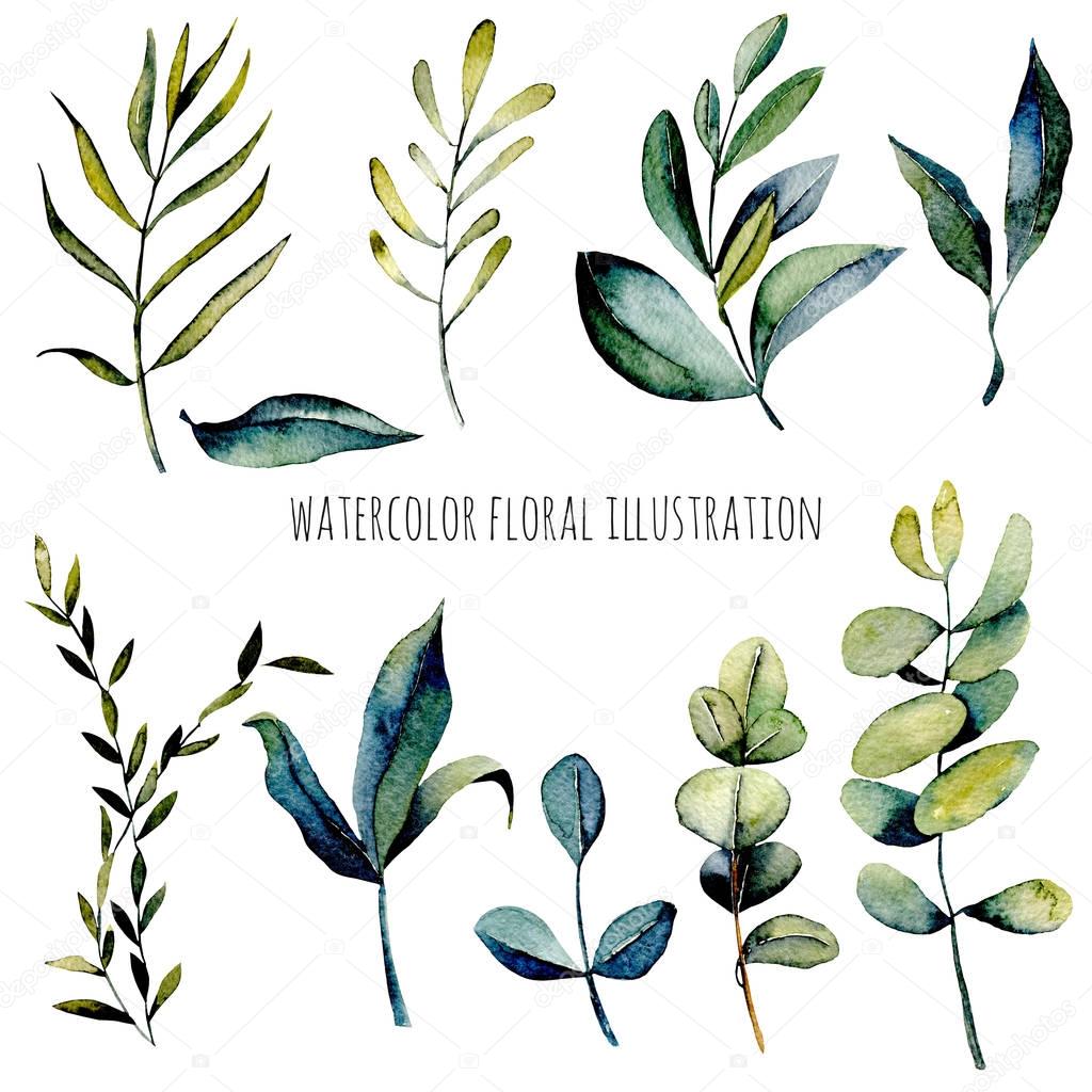 Set of watercolor eucalyptus branches and other green plants illustration