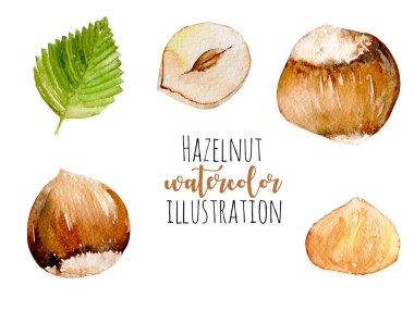 Set of watercolor hazelnuts elements clipart