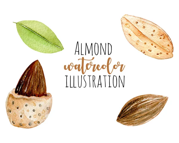 Set elemen almond warna air — Stok Foto