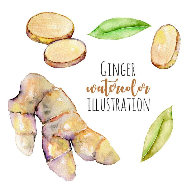 Set of watercolor ginger elements — Stock Photo, Image