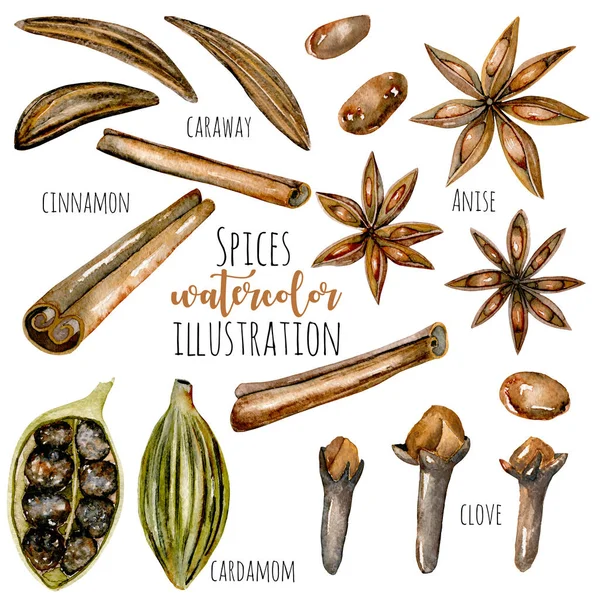 Set of watercolor spices (cinnamon, anise, caraway, cardamom and cloves) — Stock Photo, Image