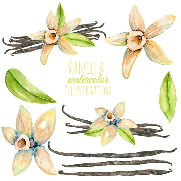 Uppsättning akvarell vanilj element — Stockfoto