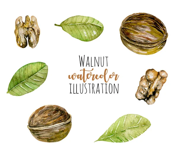 Set of watercolor walnuts elements — Stock Photo, Image