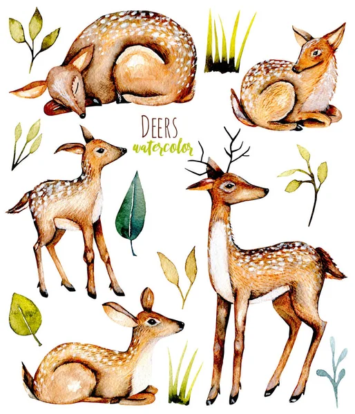 설정, 수채화 deers 및 아기 deers의 컬렉션 — 스톡 사진