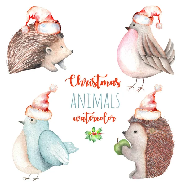 Sada akvarel roztomilý vánoční ptáků a ježci ilustrací — Stock fotografie