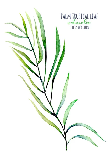 Watercolor palm tropical green branch illustration — Stock Photo, Image