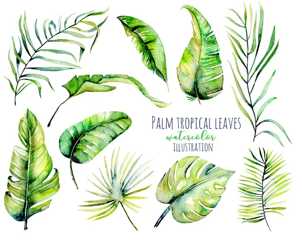 Watercolor palm tropical green leaves and branches illustrations — Stock Photo, Image
