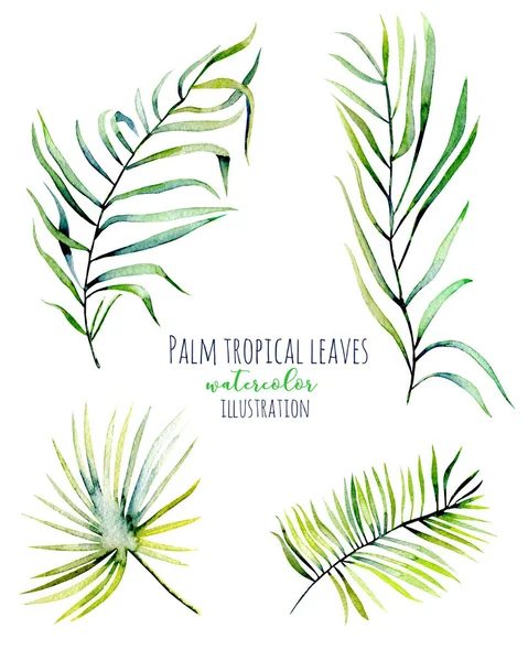 Watercolor palm tropical green branches illustrations — Stock Photo, Image