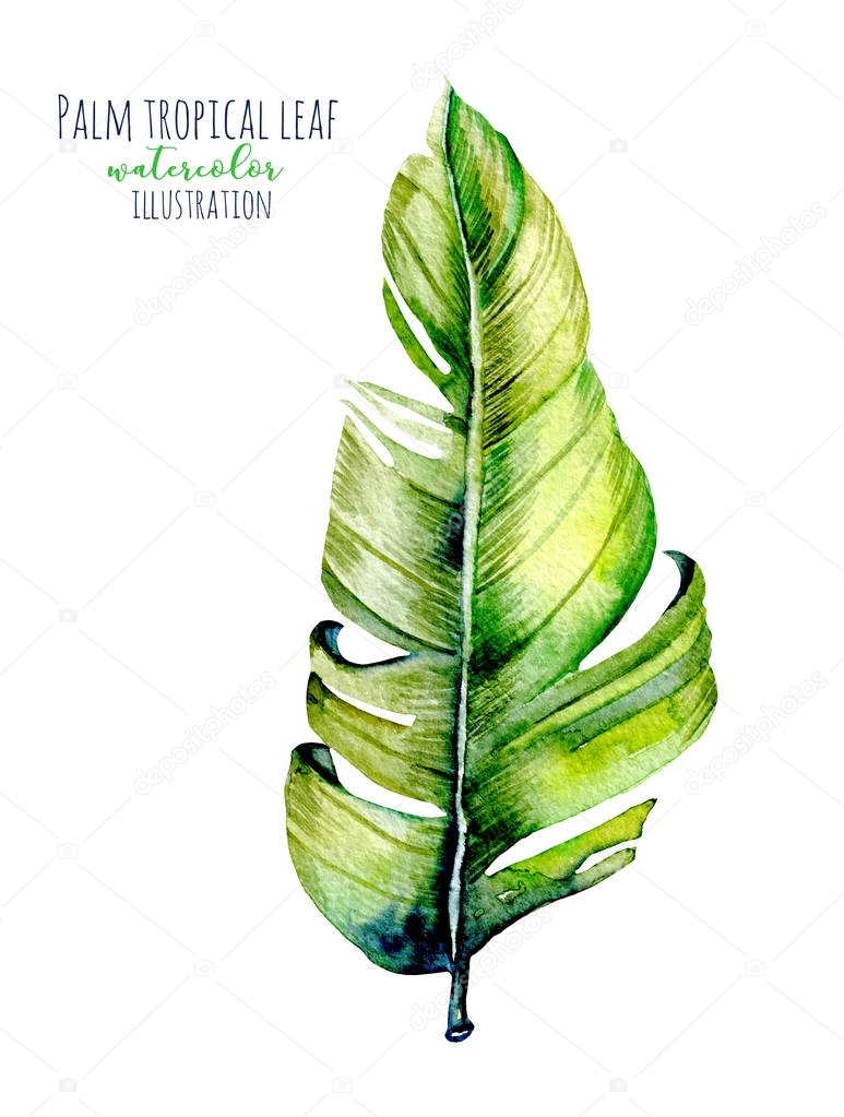 Watercolor palm tropical green leaf illustration