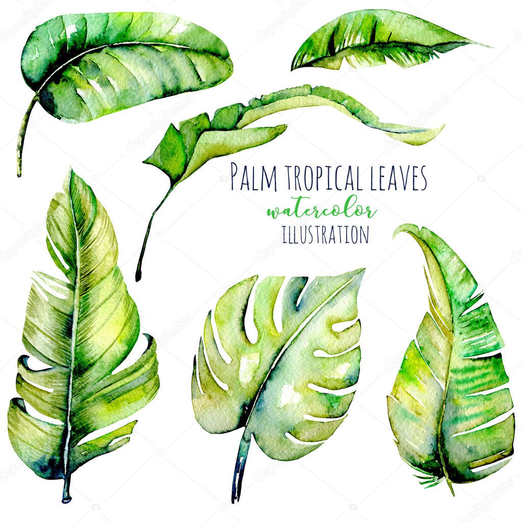 Watercolor palm tropical green leaves illustrations