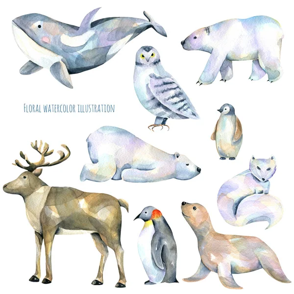 Coleção Conjunto Aquarela Bonito Animais Polares Ilustrações Desenhado Mão Isolado — Fotografia de Stock