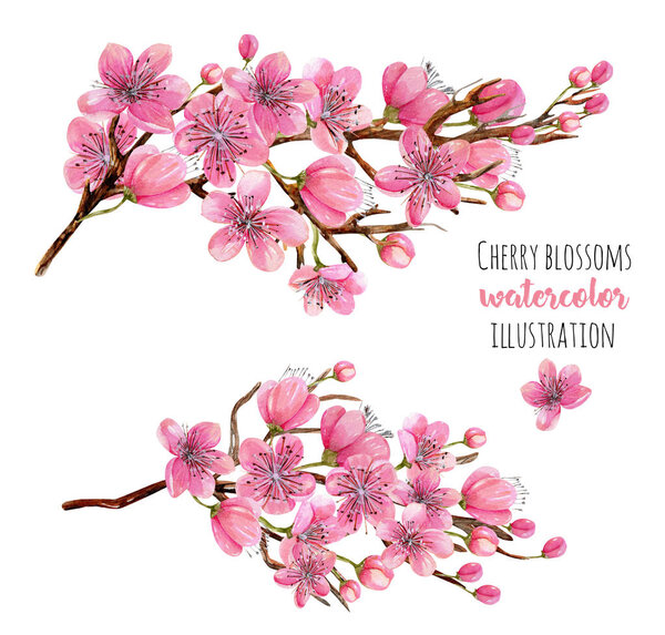 Watercolor spring blooming cherry tree branches illustration, hand painted isolated on a white background