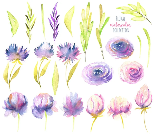 水彩粉红色和紫色牡丹花 紫苑和绿色分支收集 孤立元素集 手绘白色背景 — 图库照片