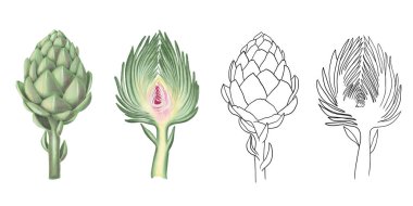 İzole edilmiş suluboya ve grafik enginar koleksiyonu, beyaz arkaplanda el çizimi illüstrasyon