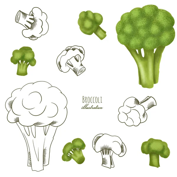Broccoli Disegnati Mano Stile Schizzo Isolati Fondo Bianco — Foto Stock