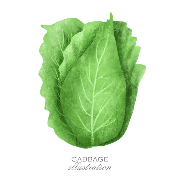 Cabbage, hand drawn illustration, isolated on a white background — Stock Image Cabbage Hand Drawn Illustration Isolated White Background Royalty Free Stock Images