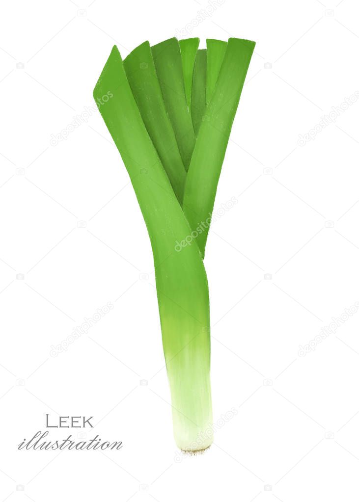 Green leek, hand drawn illustration, isolated on a white background