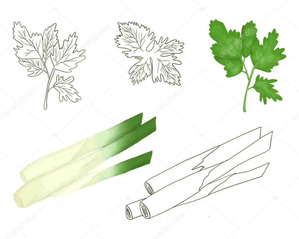 Parsley and green onions, hand drawn illustration in sketch style, isolated on a white background
