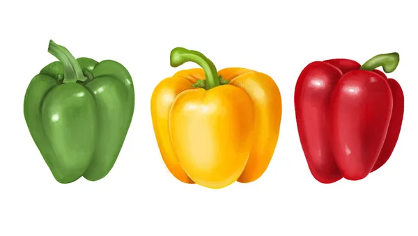 Green Yellow Red Bell Pepper Hand Drawn Illustration Isolated White — Stock Photo, Image