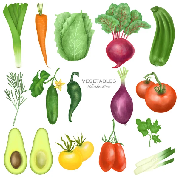 Collection of organic vegetables (tomatos, carrot, beetroot, purple onion, avocado, cucumber, zucchini, leek, cabbage, parsley, rosemary), hand drawn isolated on a white background — Stock Image Collection Organic Vegetables Tomatos Carrot Beetroot Purple Onion Avocado Cucumber Stock Photo