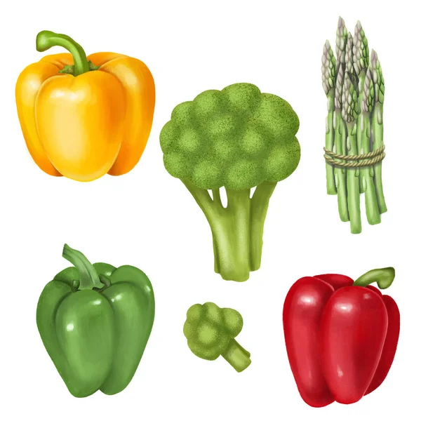 Bunch Asparagus Broccoli Bell Pepper Hand Drawn Illustration Isolated White — Stock Photo, Image