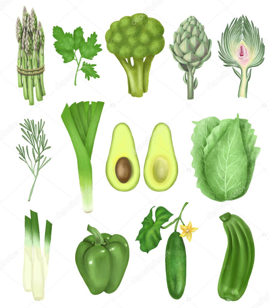 Collectionpf hand drawn green vegetables (bunch of asparagus, artichoke, cucumber, avocado, broccoli, bell pepper and other), isolated illustration on a white background