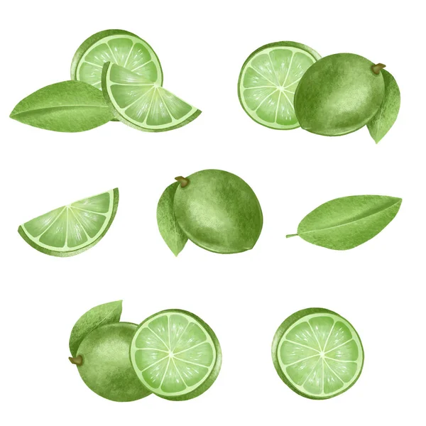 Set Hand Drawn Isolated Limes Illustration White Background — Stock Photo, Image