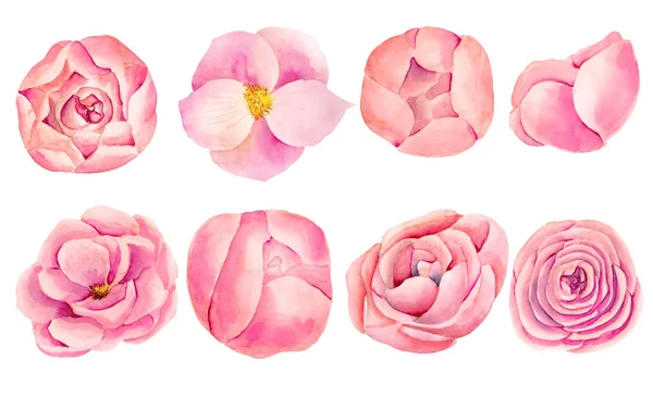 Kolekcja Odizolowanych Akwareli Różowe Róże Piwonie Ręcznie Malowane Białym Tle — Zdjęcie stockowe