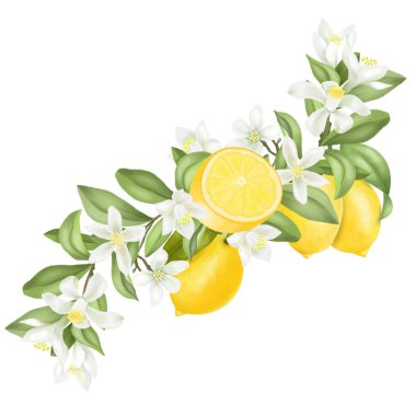 El çizimi limon ağacı dalı beyaz bir arkaplanda izole.