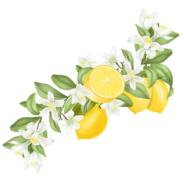 Hand Drawn Blooming Lemon Tree Branch Isolated White Background — Stock Photo, Image