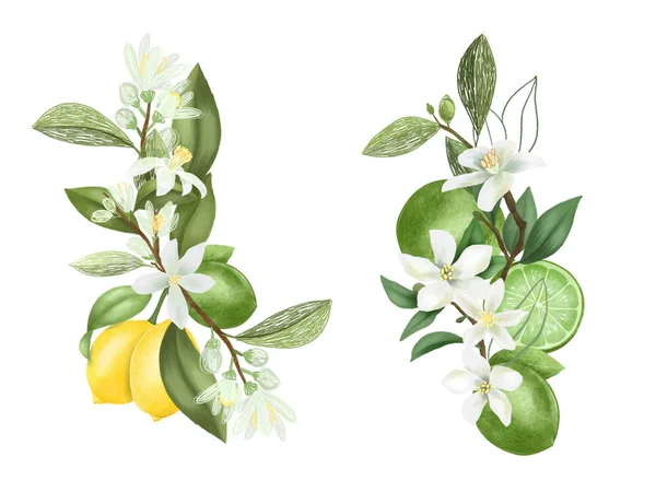 Hand Drawn Bouquets Compositions Blooming Lemon Tree Branches Isolated White — Stock Photo, Image