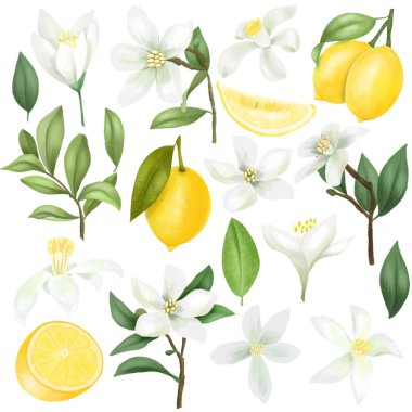 El yapımı limonlar, limon ağacı dalları, yapraklar ve limon çiçekleri beyaz bir arkaplanda soyutlanır.